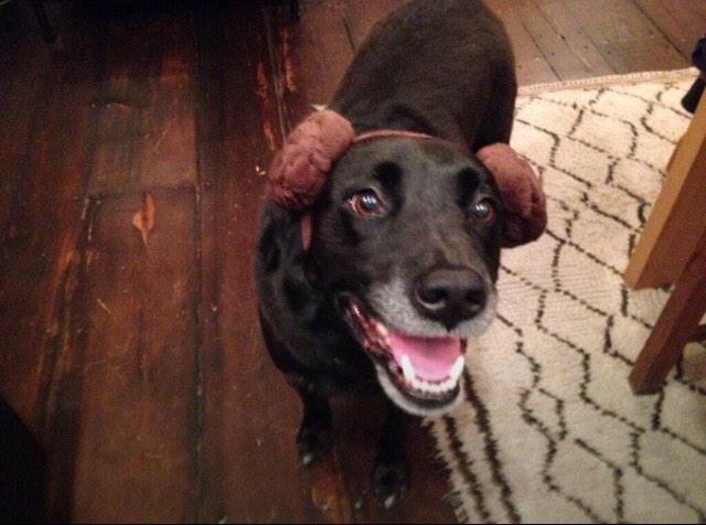 Embedded image permalink