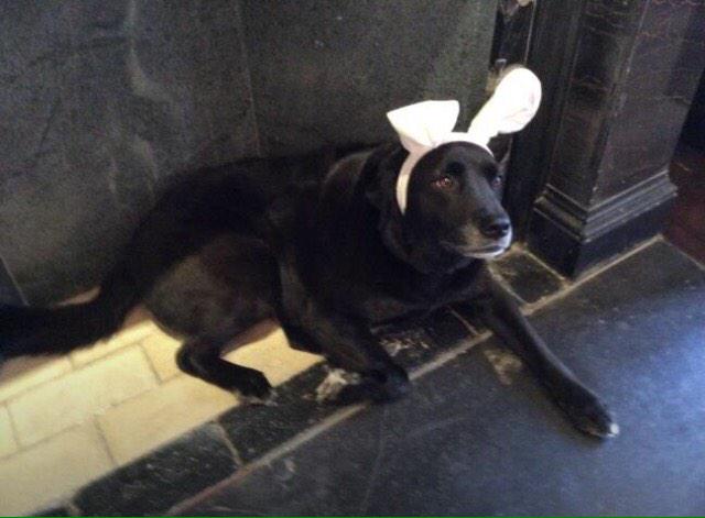 Embedded image permalink