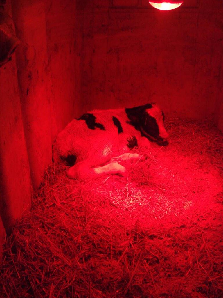 rrholstein's tweet image. Mascalese X Chystalclear MH Christmas Snow 85 X Larcrest Chessa 87 X Larcrest Crimson EX 92 X Larcrest Cosmopolitan