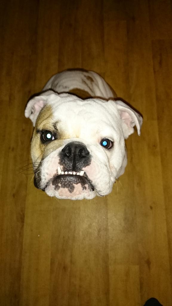 SamSamstevens's tweet image. Aww look at little Archie boy bless him he is such a good puppy aw xxx