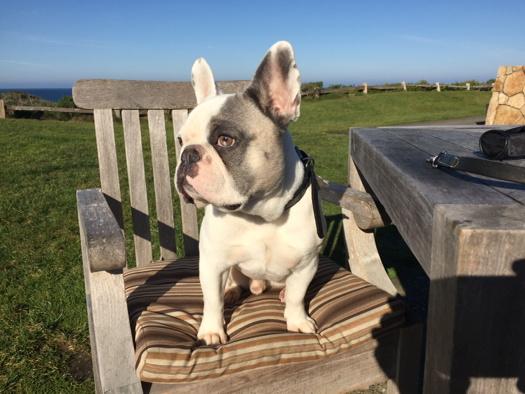 frenchieOtis's tweet photo. Posing for the ladies http://t.co/bJJDq20CzH