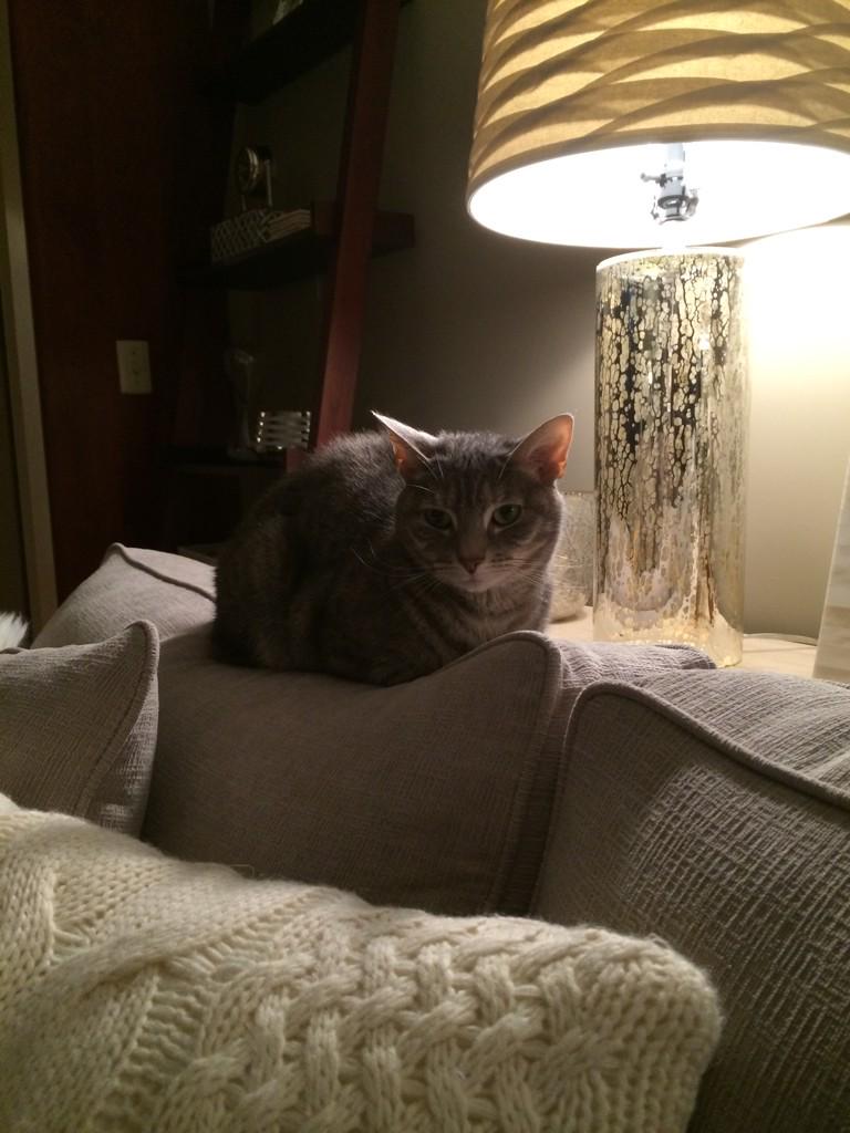 constak's tweet photo. Clara says: "Go Pats!" http://t.co/OHOumsDxQ3