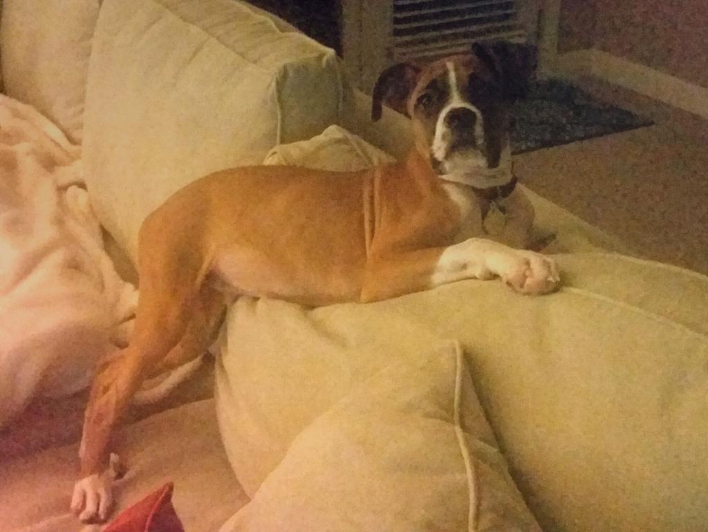 BoxerChronicles's tweet image. My GQ Pose......