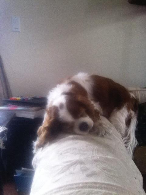 alexisgarcia700's tweet image. Dukes dog Rowdy is missing If u see him please either DM duke or text me 813-766-5647 He was last seen around 10:30am