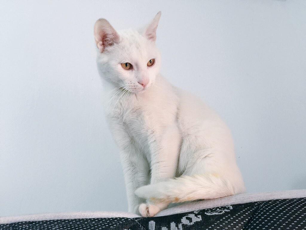 PlataformaNala's tweet photo. BLANKI rescatado de una muerte segura, nos ayudáis a difundirlo? gatos@plataformanala.org @gatitoos_ @CESgatoselche http://t.co/LfnUTPCvs1