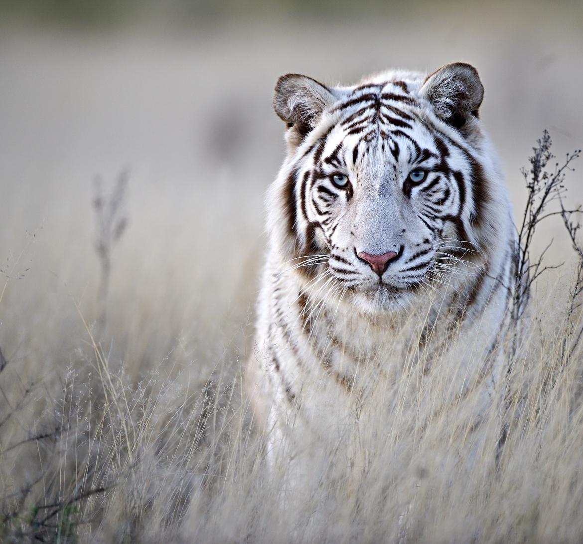 Gorgeous White Bengal Tiger | Photo by Bridgena Barnard, image size:1170x1091