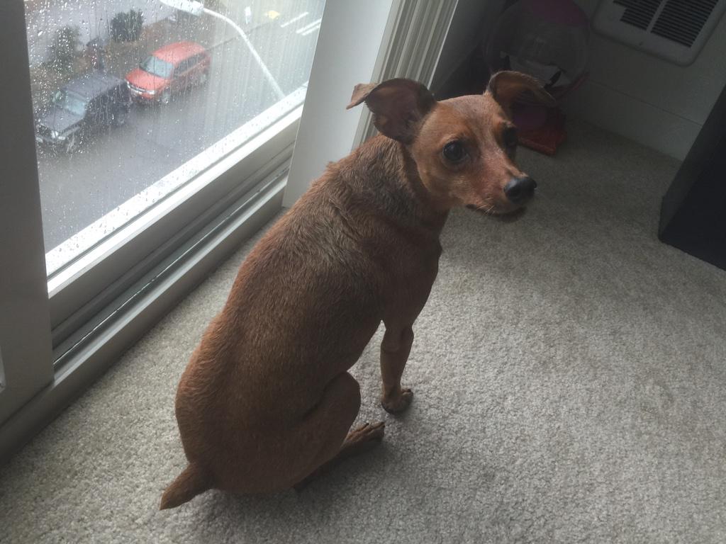 CooperMinPin's tweet photo. I love my new @malinandgoetz dog shampoo! Before &amp; After http://t.co/m3xOE4aXxF