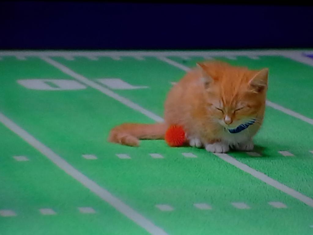 gwse's tweet photo. Kitty Bowl 2015 is underway! http://t.co/nzTMLHIGis