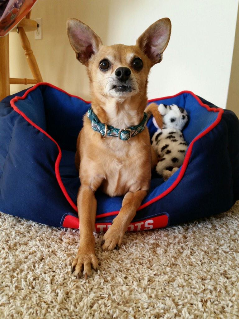 Eriin_B's tweet photo. #PuppyBowlSubaru #PuppyBowl #PuppyBowl2015 http://t.co/5Uygrwp20D
