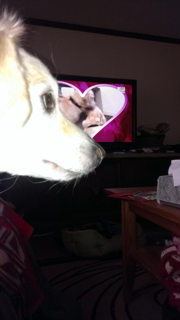 Waney64's tweet photo. #PuppyBowlSubaru loving the kiss cam! http://t.co/6OKwwZSEld