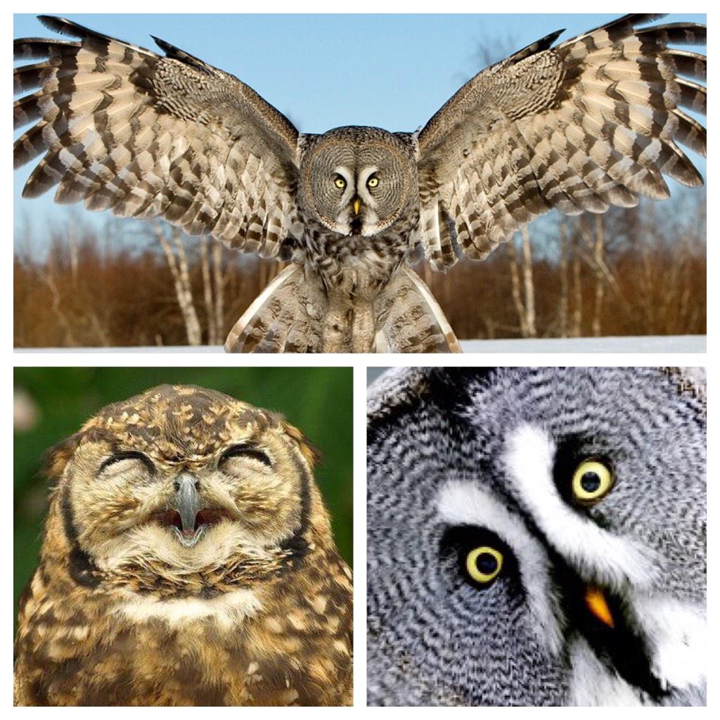 TCUCHIO's tweet photo. Happy Superb Owl Sunday everyone! Remember, no chapter tonight! Woot woot hoot hoot! http://t.co/hvUD8eEdy0