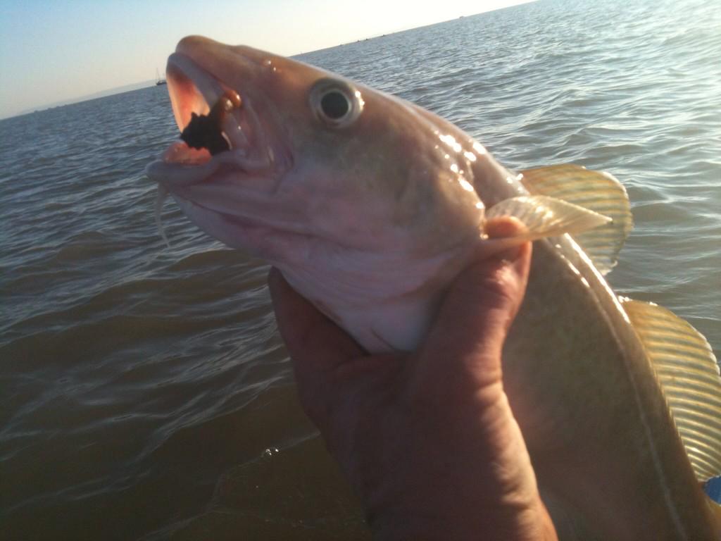 michaelburnett9's tweet photo. Love fishing so much #CatchandRelease http://t.co/hDx1tx3ioe