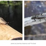Photo by Fly Fishing In Maine (@FFIM)