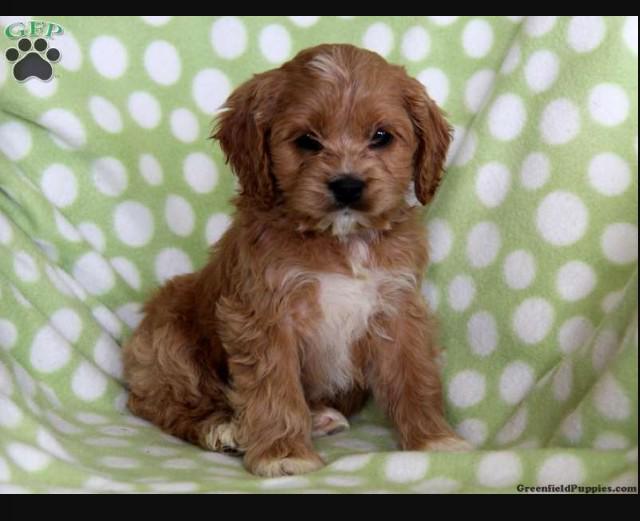 cavachon greenfield puppies