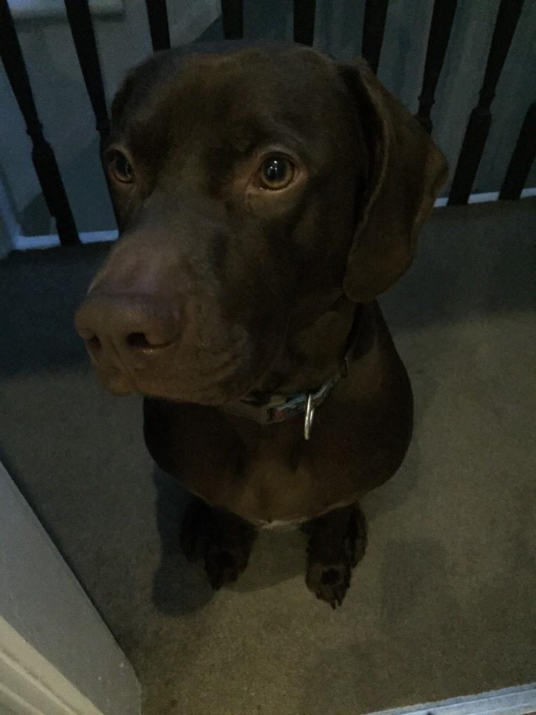 Davesmydog's tweet photo. @Kellydawn08 @weimcrime @xeneblaze @bobnjuno @Loobychef @charlottenamber @cissiswede Evening http://t.co/I5qS3SV0uX