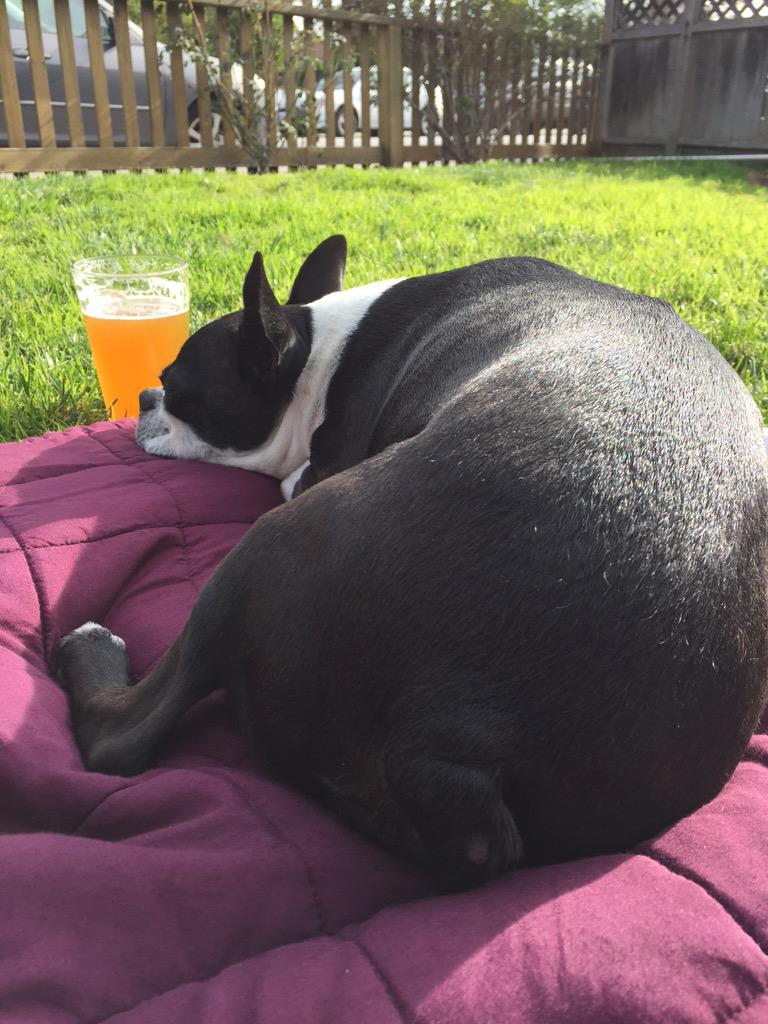 Pete829's tweet photo. Getting my pregame on! #superbowl #gopats #boozehound http://t.co/r6MLCP4Mfa