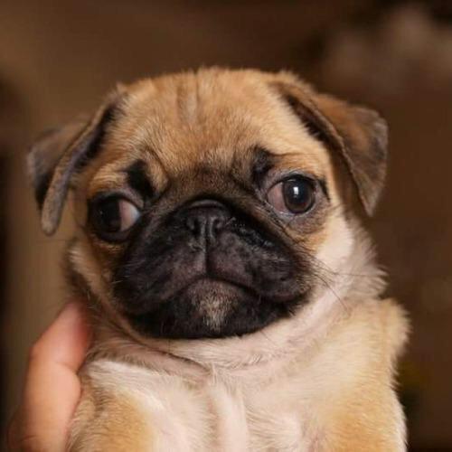 jt suede tweet media