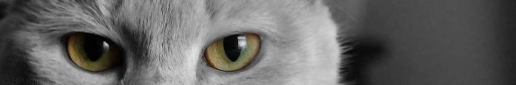 brdypps's tweet image. @slim_bradyy @illhueminati