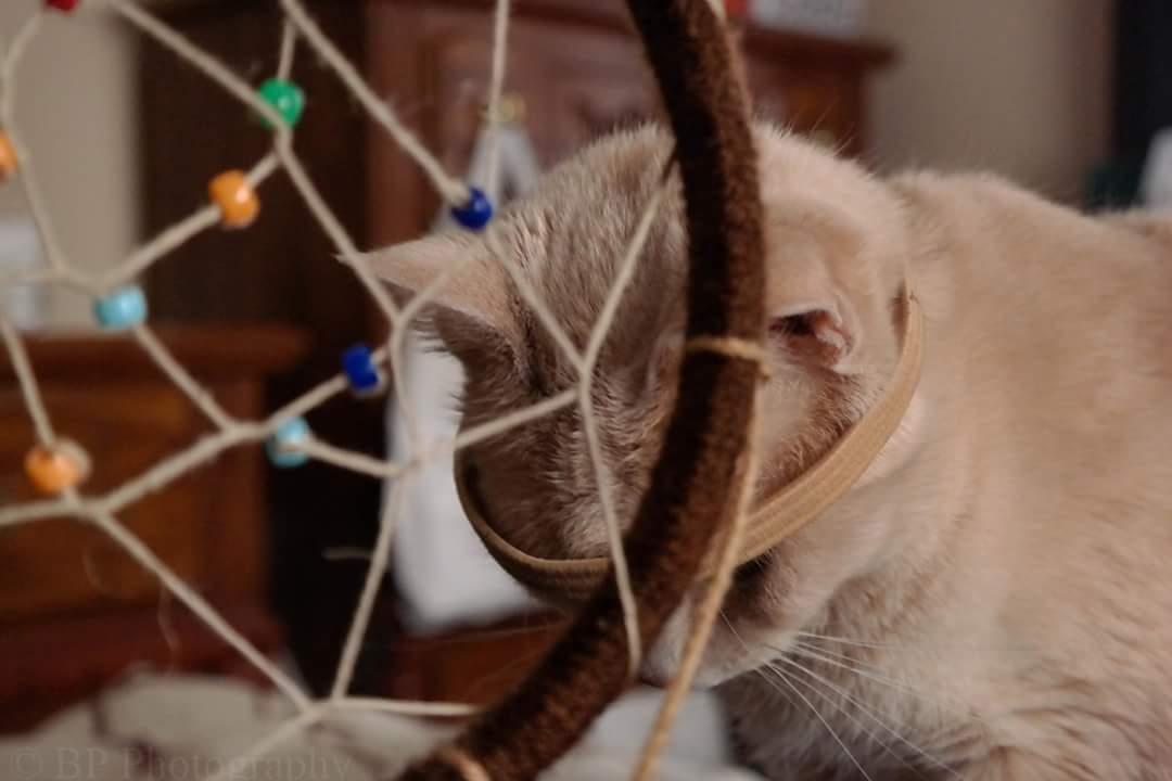 brdypps's tweet image. @slim_bradyy @illhueminati