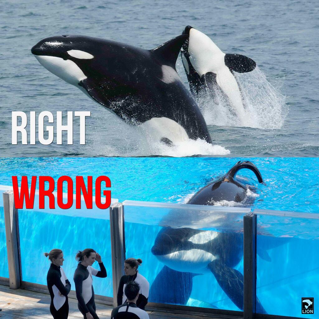 Humane Long Island | Duck Defenders tweet media