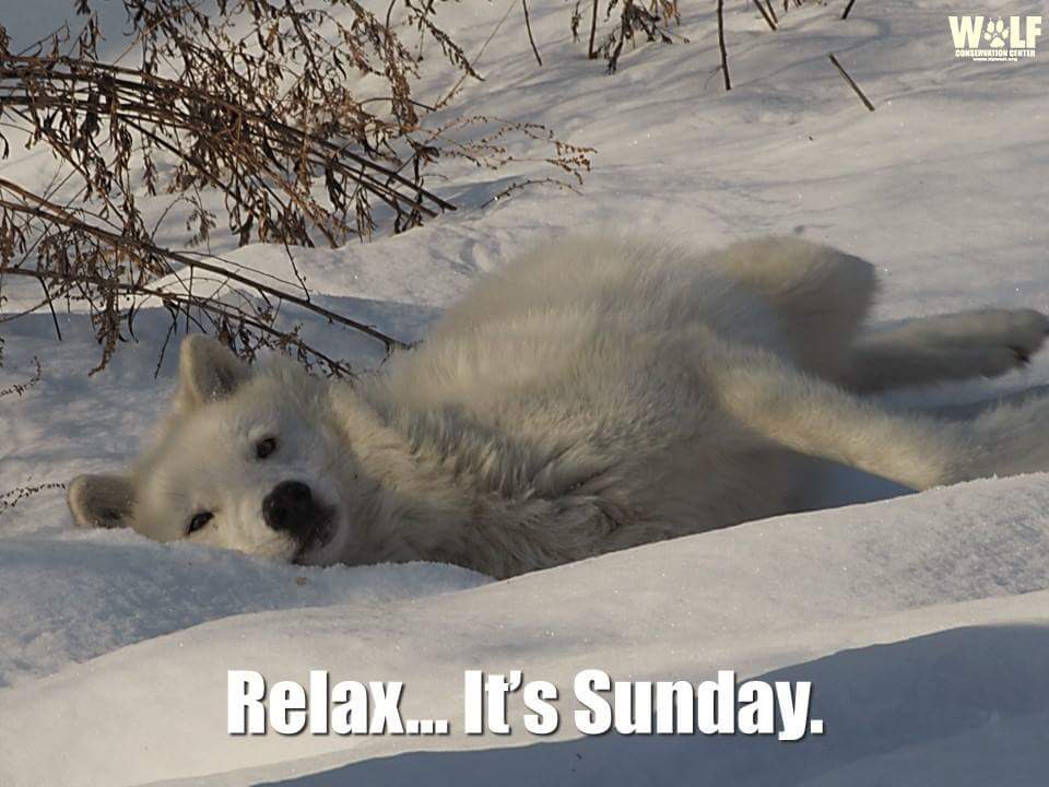 LadySparks729's tweet photo. #Chillingtoday @kimczwicker @jp_gow @laturner_ky @EatingBeagles @TasteTango @zappafaye @CamuCarlitos @gamndood http://t.co/ERCkM1cExr