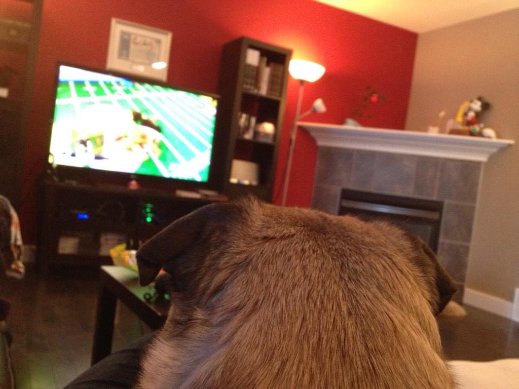 NorthernPug's tweet photo. The #PuppyBowl2015 is quite possibly the best thing ever. Ever. http://t.co/b3aPuBrCnu