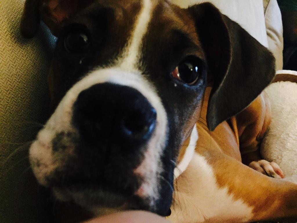 BoxerChronicles's tweet image. Hi!!!!! #Boxercuddles