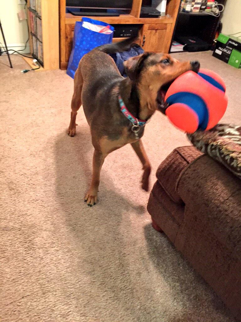 RaiderPupTTU's tweet image. Hey @Always, I play ball #LikeAGirl #trytocatchme