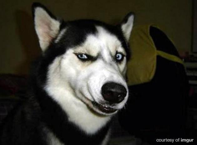 BarkPost's tweet image. Ummmm.... did the #SuperBowl just turn into a giant dogpile? #ExcessiveRuffness