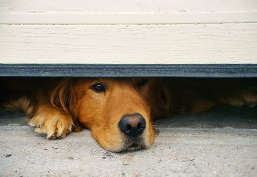 WARNING: keep your dogs away from antifreeze this season! One lick could be fatal!