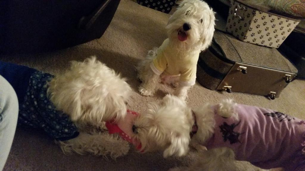 SarahModeling's tweet photo. #puppies http://t.co/ynz9uPmrVB