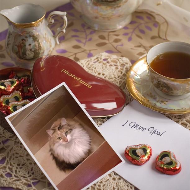 WheresMyAnnie's tweet photo. @TrixiTwelveToes AnnieMissing 2MonthsToday! PLS Helpme Findher #WheresMyAnnie #tortoiseshell Sweet,Timid #fluffy Cat http://t.co/fEAAyvjAgt