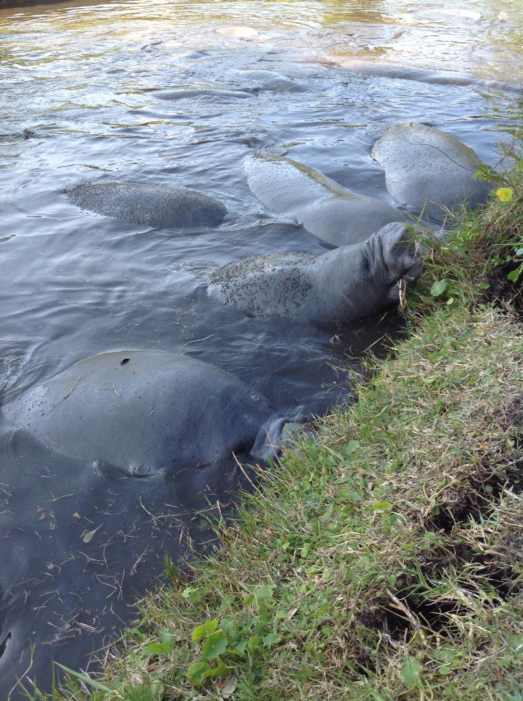 Manatees - local Melbourne wildlife come inland and huddle up close to stay warm!