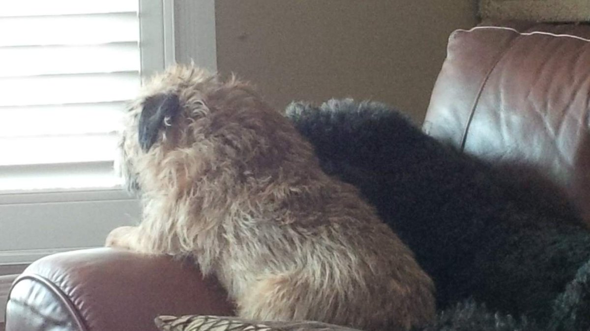 BadMojo15's tweet photo. I stare out longingly waiting for the cold snap to end. Way too cold for my little paws (i don't wear booties!) http://t.co/axZwNc6Gvg