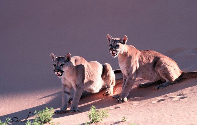 paideiaTV's tweet image. #biology The cougar (Puma concolor) ...  native to the Americas ... cyg-agents.com/test/wiki.php?…
