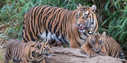 NationalZoo tweet picture