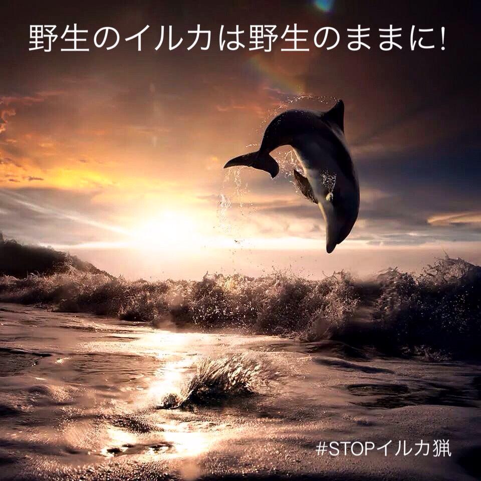 LouORourke's tweet photo. 水族館に入れられたイルカの寿命は野生のものに比べてかなり低くなります。 #拡散希望 http://t.co/HMnroJW9AQ http://t.co/zgrNfg1ggp @aakiaki1