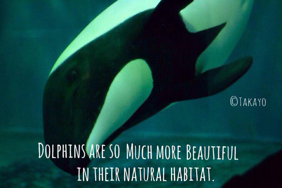 LouORourke's tweet photo. 水族館は教育施設としれ正当化されていまが、これは間違っています。 #拡散希望 http://t.co/mxVtmEsROc @ura2chmatome