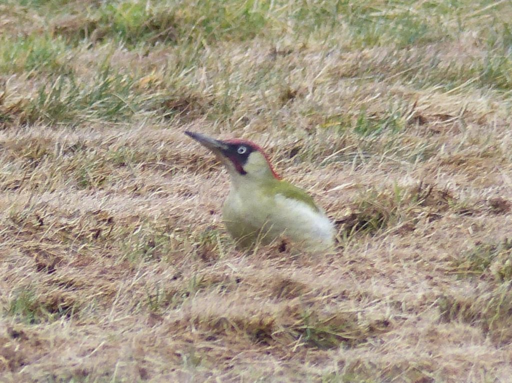 RoseNWF's tweet photo. #WansteadFlats A Green Woodpecker tucked away in the grass @wildlife_uk @LondonBirdClub @UK_NaturePhotos http://t.co/zmhhlaOn2u
