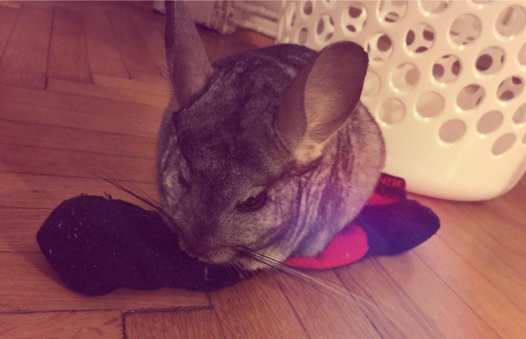 You buy premium thermo pet blanket. Chinchilla prefers your (dirty) sock. #obviously