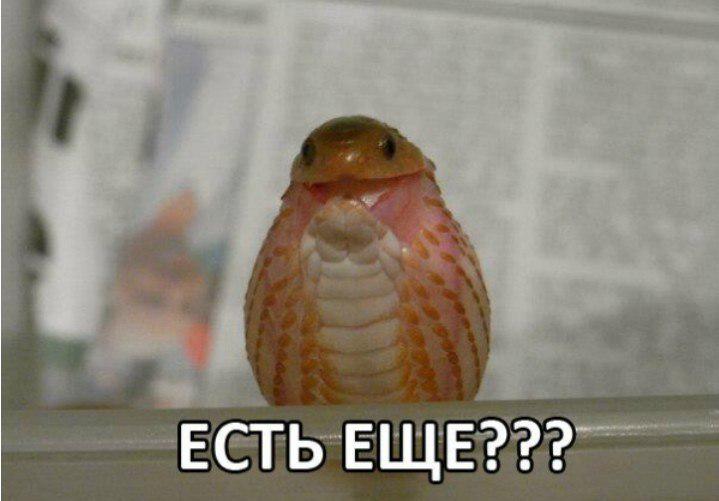 Змея съела яйцо. Змея съела яйцо
