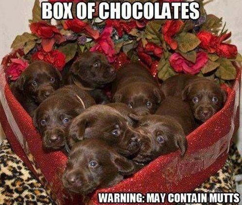 PetButlerFL's tweet image. We got you eight little somethings. Happy Valentine's Day!
