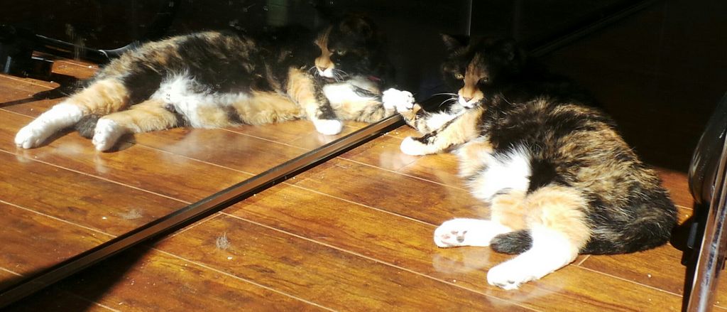 tortecatfrmhell's tweet image. @HeyToe well helllloooo shell boy want to double ur pleasure happy Valentine Day. #50ShadesOfTorte