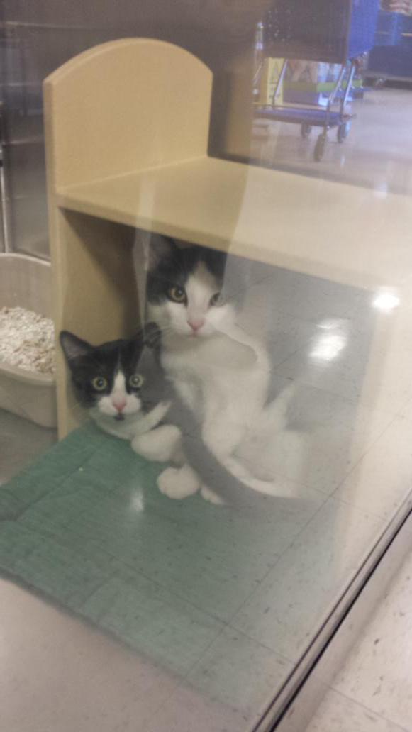 meridianpetm's tweet photo. Look what just arrived @meridianpetm #adoptlove #westpetm #cuteness #findaforeverhome #inspiredbypets http://t.co/lESZoGcMEk