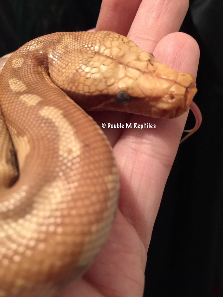 GearworkExotics's tweet image. she was not happy when I took this bloodpython #pythonbrongersmai #caramelalbino #python