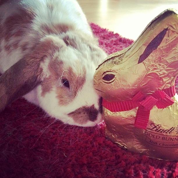 Hoppy Valentines Day 😍!! Apparently I can't eat this...*thump*! Good job Ma got me my own choccy treats this ❤ day 😁
