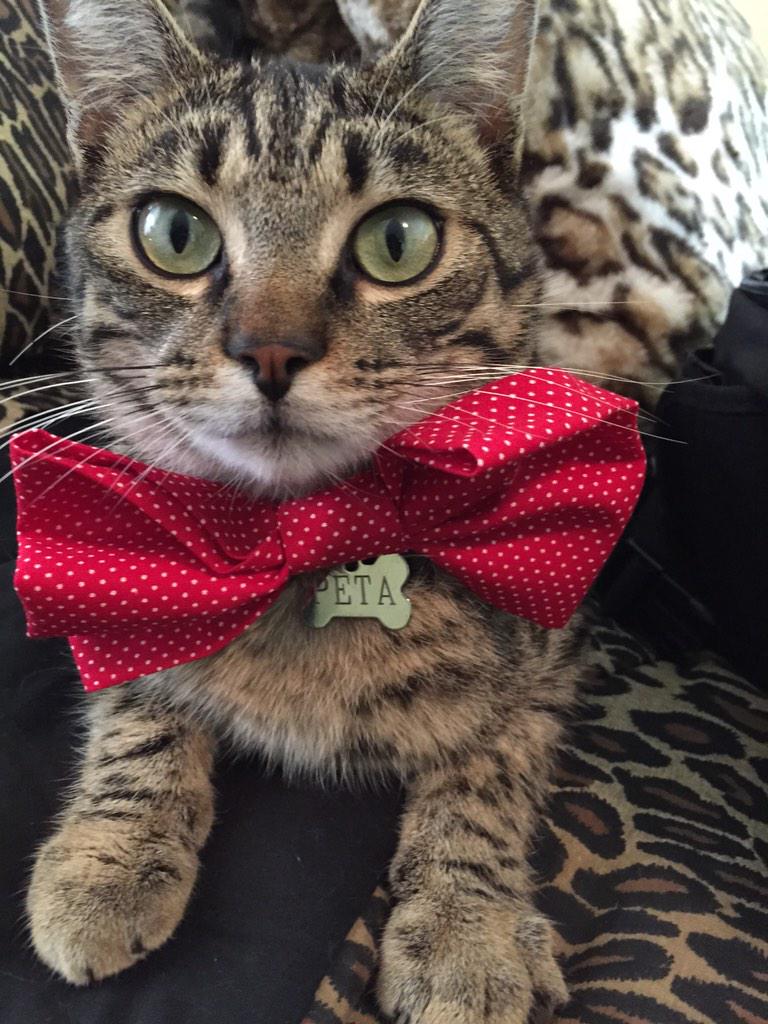 SierraDallas's tweet photo. Happy Valentines Day! 🌹💗💌 ❌⭕️💟 http://t.co/kKoKKVI2uX