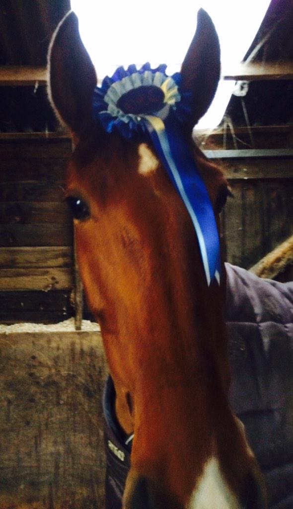 GGeePR's tweet image. The best Valentine gift from my four legged love! Not quite red but I'll take a blue one! #dressage