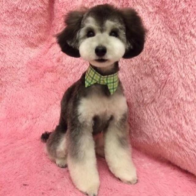 埋め込み画像への固定リンク