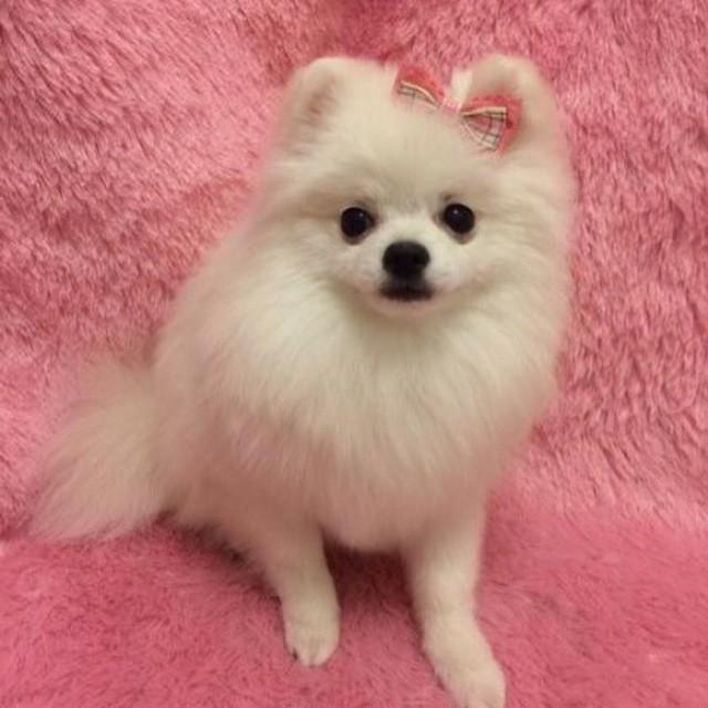 埋め込み画像への固定リンク